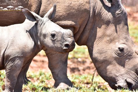 Baby White Rhino Spotted In Protected National Park