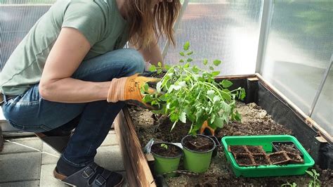 Planting Tomatoes In My Greenhouse Youtube