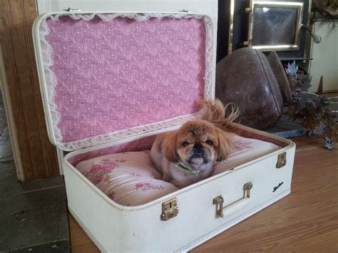 Lucys New Dog Bed Suitcase And Lace Diy Dog Bed Dog Beds For
