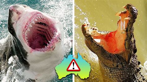 Top 20 Most Dangerous Ultimate Animals In Australia Youtube