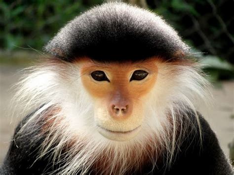 Your Vietnam Photos National Geographic Travel Primates Animals