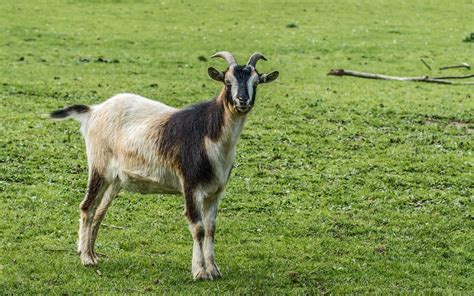 Wildlife Sheep Donkeys And Goats Flickr