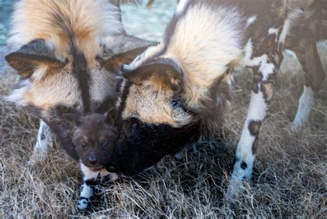 Okc Zoo Announces Birth Of African Painted Dog Pups