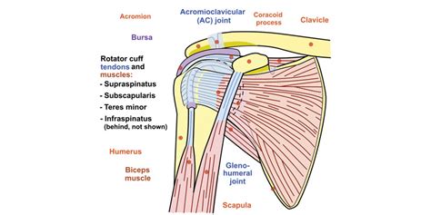 Arthroscopic Subacromial Decompression Impingement Shoulder Surgery