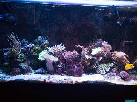 Post Your Native Reefmarine Tanks Reef2reef Saltwater And Reef