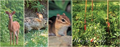 … to keep rabbits away, black pepper, an owl decoy, pin wheels, a rabbit fence are all wonderful options. How to keep wildlife out of your garden - Farm and Dairy