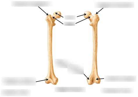 Lab 3 Appendicular Skeleton 9 Diagram Quizlet