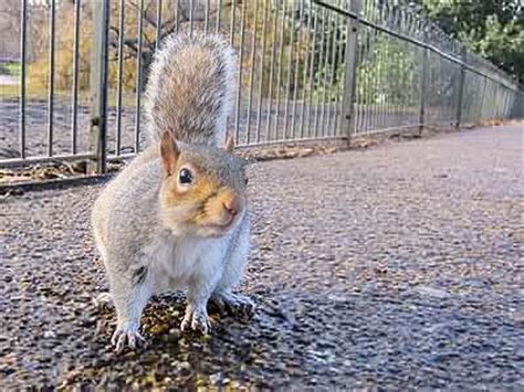 Thank you for visiting here. JigZone： Squirrel Perspective ジグソーパズル