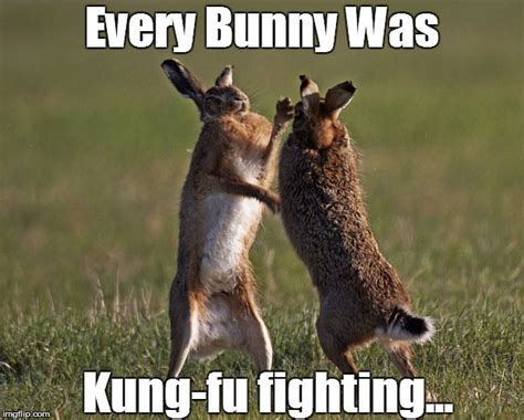 Bunnyfight Memes And S Imgflip