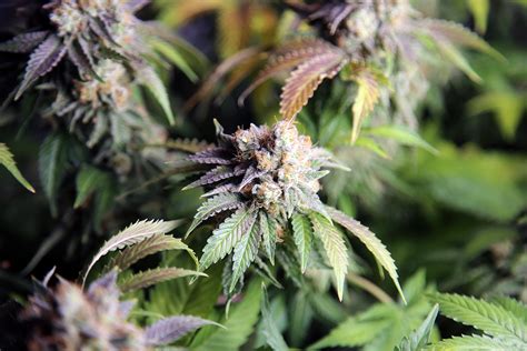 Our Top 10 Favorite Indica Flower Strains Cannabis And Glass