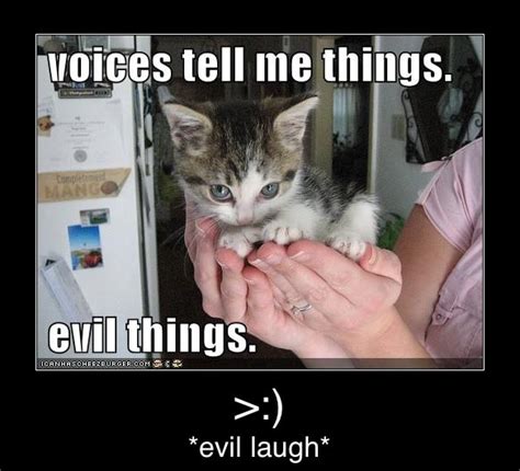 View 13 Evil Laughing Cat Meme Inbuiltcokepics