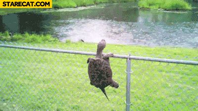 turtle climbing fence mario bros starecatcom