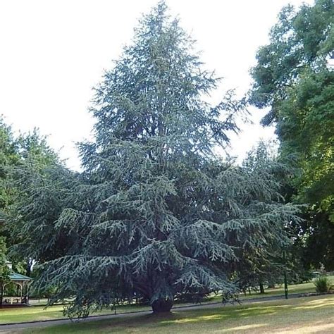 Cedrus Atlantica Glauca Blue Atlas Cedar Conifer