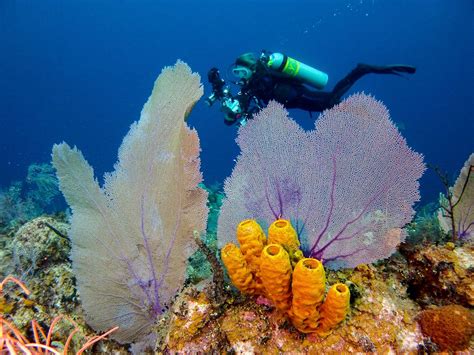 Diver With Sea Fans Sponges Coral Reef Coral Reefs Pinterest