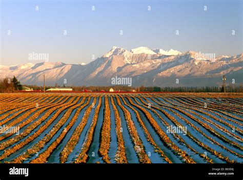 Bc Farm Field Fields Furrows Rows Hi Res Stock Photography And Images