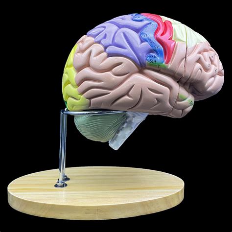 Buy 2x D Human Brain Model Anatomically Accurate Brain Model Human