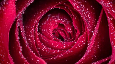 Closeup Of Red Rose With Water Drops Hd Flowers Wallpapers Hd