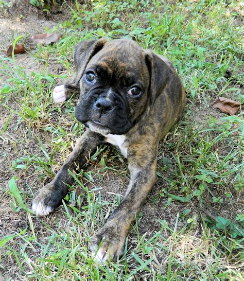 Albums 103 Pictures Brindle Boxer Bullmastiff Mixed Breed Excellent