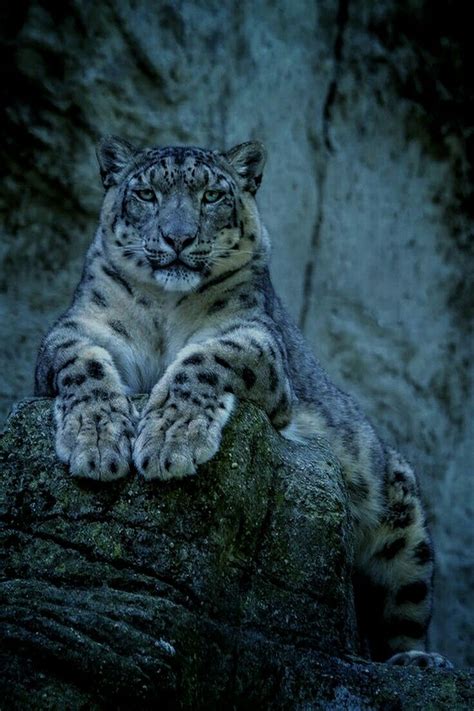 Beautiful Snow Leopard Snow Leopard Animals Beautiful