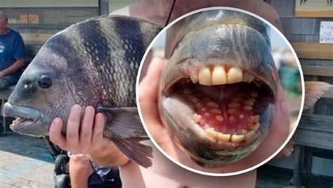 Smile Fish Caught With Human Like Teeth Lafm