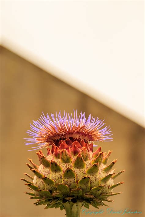 Distaff Thistle Very Large Thistle Like Plant Lr 8092 Dave