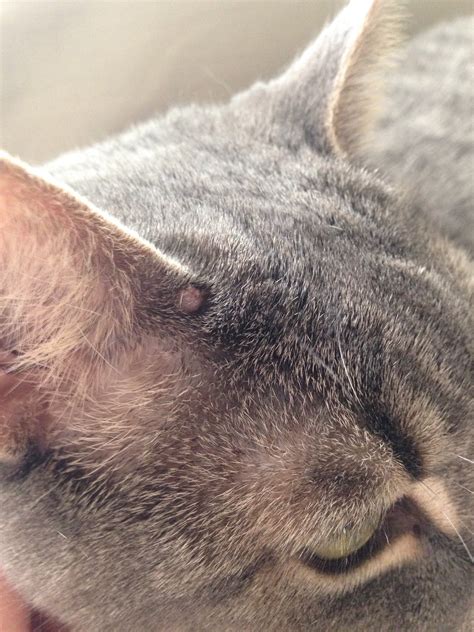 Bumps In Cats Ears Toxoplasmosis