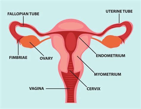 Reproductive System Female Organs Diagram Female Reproductive System