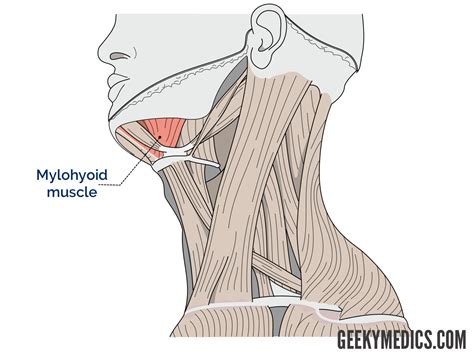 Suprahyoid And Infrahyoid Muscles Hyoid Muscles Geeky Medics
