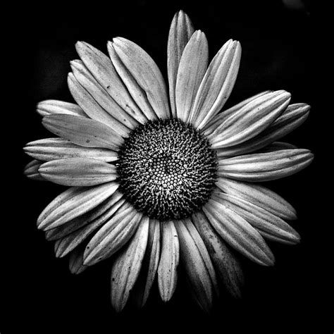 Find the perfect black and white flower stock photos and editorial news pictures from getty images. Backyard Flowers In Black And White 13 | A series of black ...