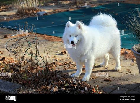Samoyed Hi Res Stock Photography And Images Alamy