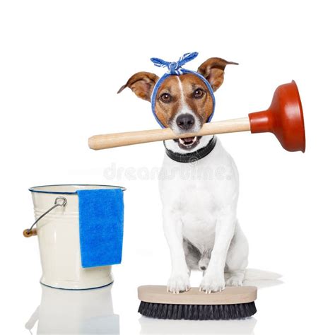 Cleaning Dog Stock Image Image Of Colorful Cleaning 24345073
