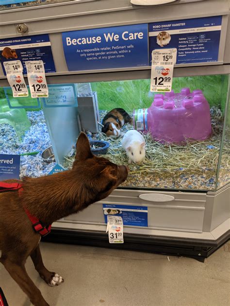 Lucy Loves To Visit The Small Animals In Petsmart 😁 Rdogsshopping