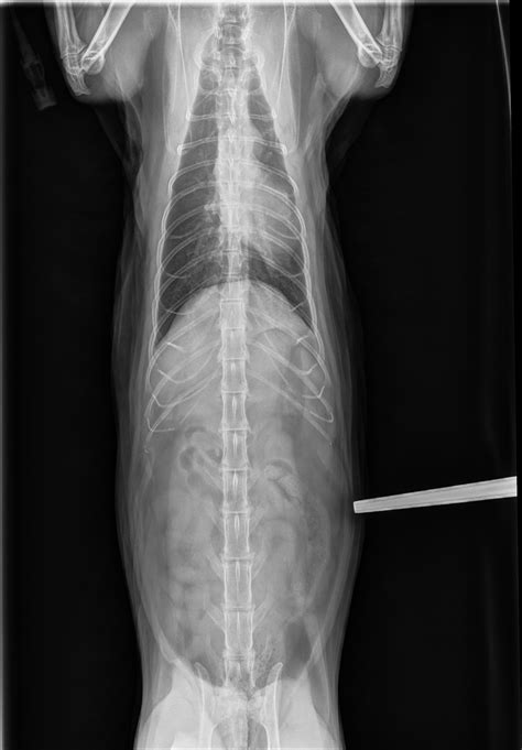 Each of them can be distinguished body, front and back ends. Cat X-Ray Pictures | Ragdoll Cat Chest & Abdomen X-Ray Photos
