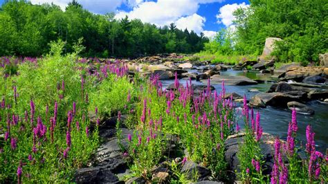 Mountain River Stone Forest Trees With Green Purple