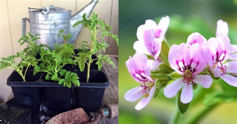 How To Propagate Rose Scented Geraniums