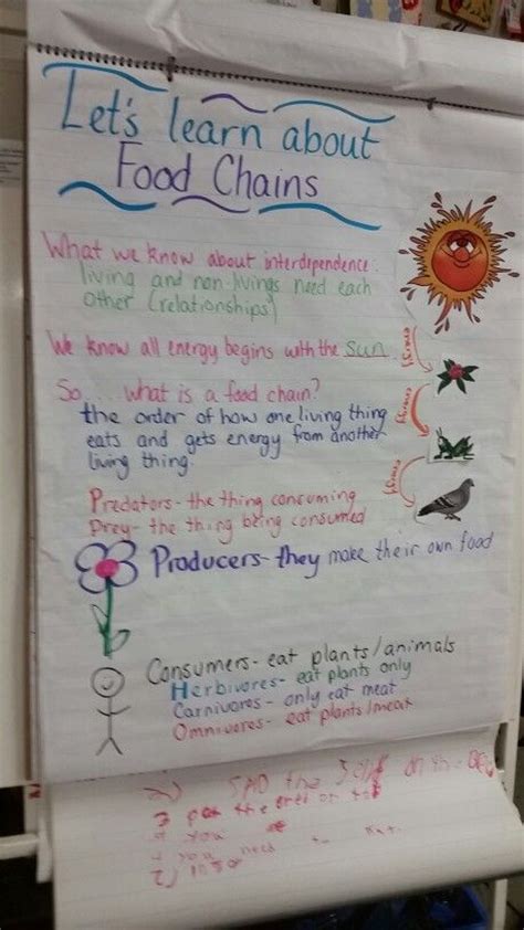 Food Chains Anchor Charts And Chains On Pinterest