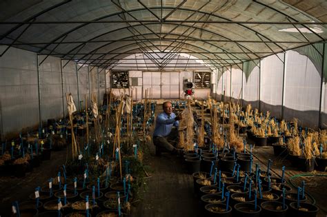 How A Seed Bank Almost Lost In Syrias War Could Help Feed A Warming