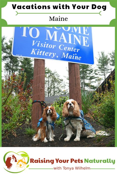 In this guide we go over the best pet friendly hotel chains. Vacations with Your Dog | Dog-Friendly Maine Travel Guide ...