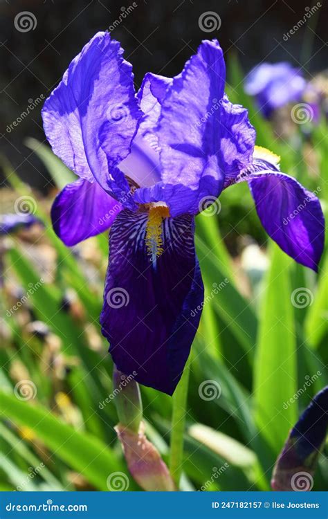 Close Up Of A Blue Iris Flower In Bright Sunlight Stock Image Image