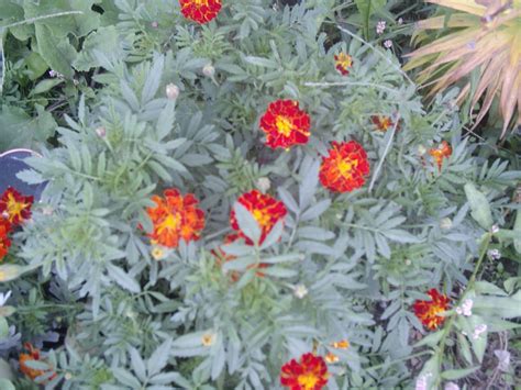 Marigold plants germinate from seeds quickly, so you should see flowers within a few weeks. How to Grow Marigolds Indoors | Garden Guides