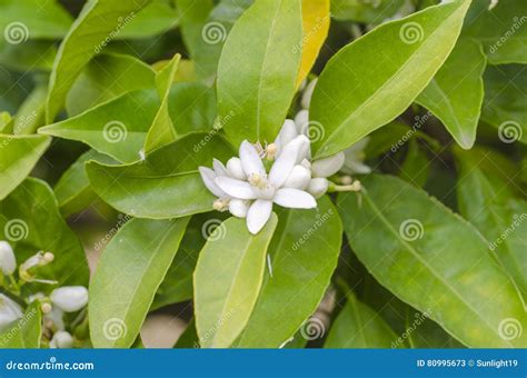 Citrus Tree Flower Azahar Blossom Stock Image Image Of Green Costa