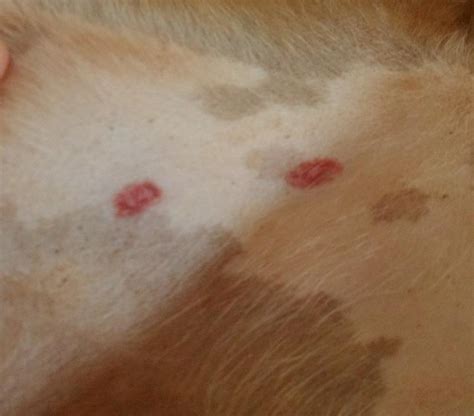 List 103 Wallpaper Pictures Of Skin Rashes In Dogs Excellent