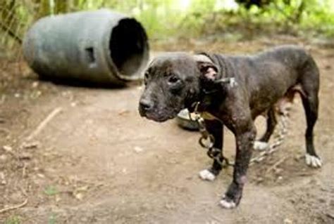 10 Facts About Dog Fighting Fact File