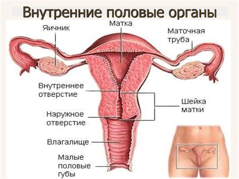 Трансвагинальное УЗИ цена в Москве сделать вагинальное ультразвуковое исследование в