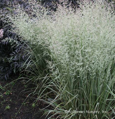 Calamagrostis Overdam Variegated Feather Reed Grass Feather Reed