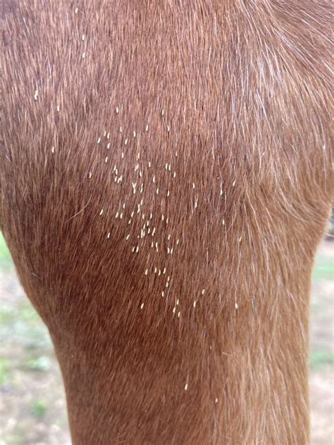 Protecting Your Horse From Botflies Nc Cooperative Extension