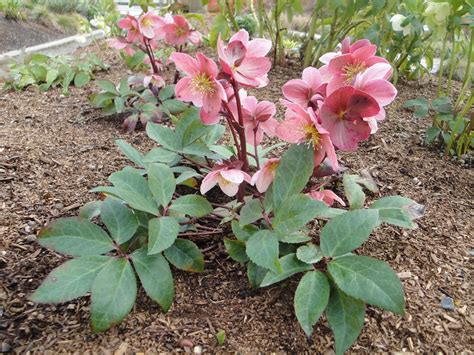 There is no cure for this virus disease and infected plants should be dug up and destroyed. A Next Generation Gardener: Winter Hellebores as cut ...
