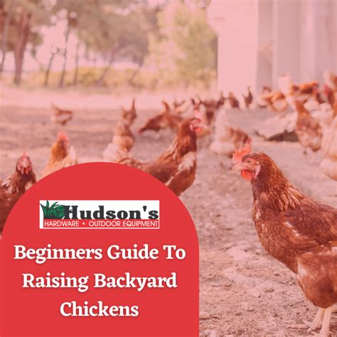 Beginners Guide To Raising Backyard Chickens Hudsons Hardware
