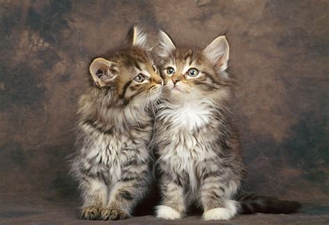 50 Very Cute Norwegian Forest Kitten Pictures And Photos