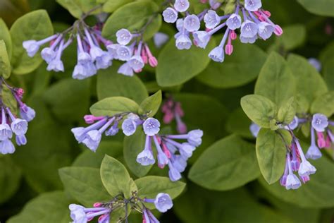 How To Grow And Care For Virginia Bluebells
